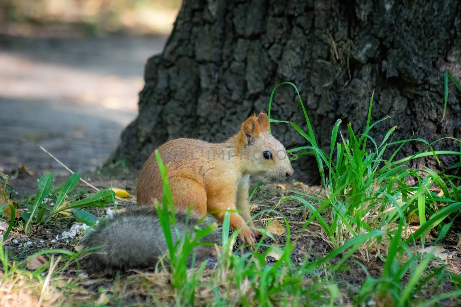 Squirrel climbs to top a tree by Grisha