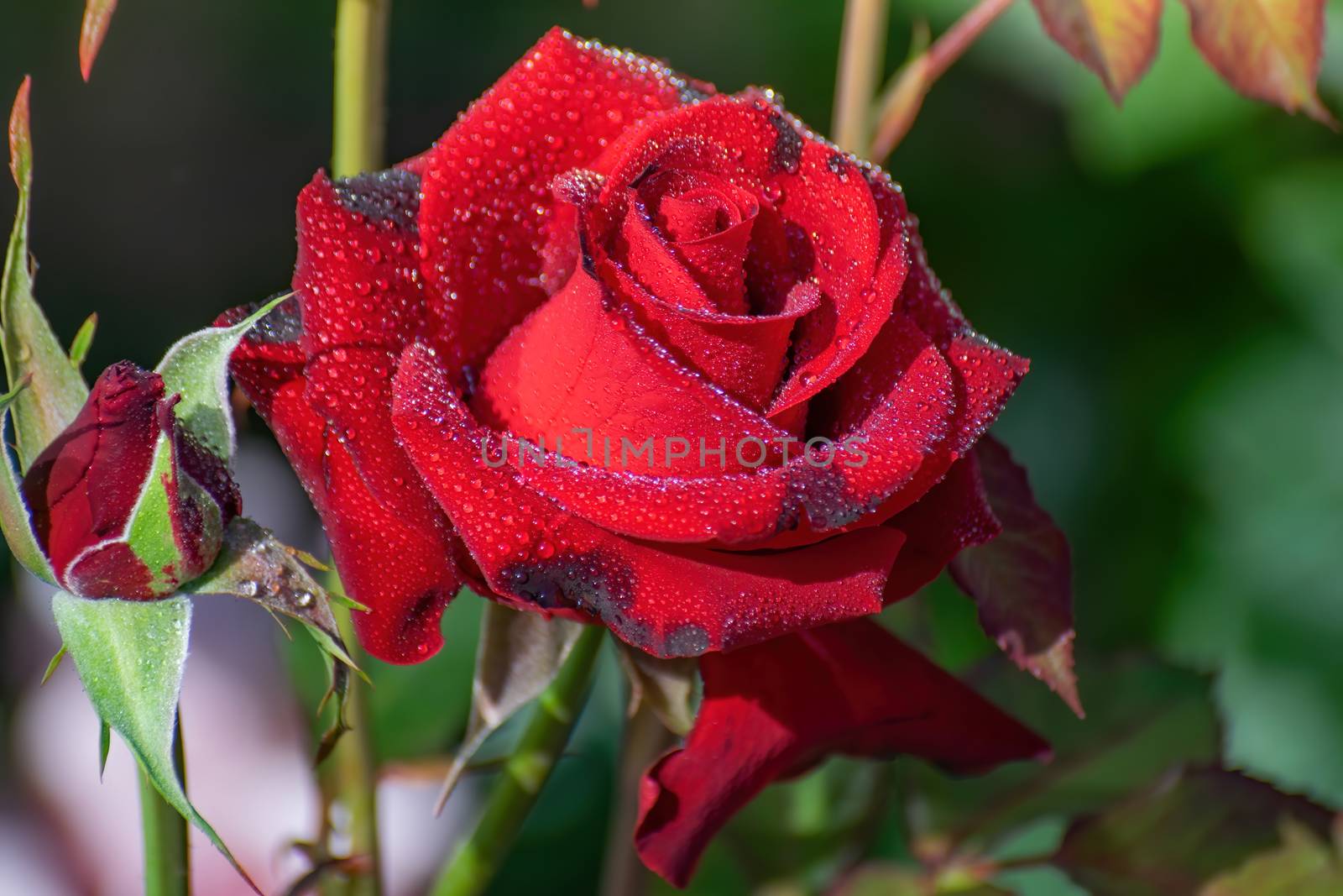 Red rose flower close up by Grisha