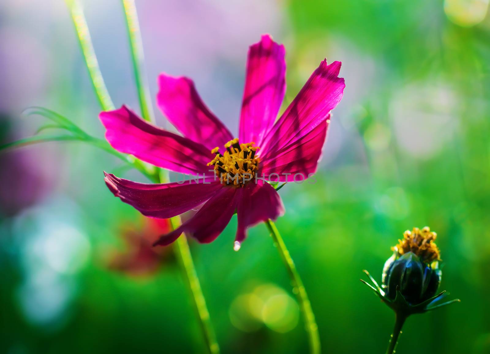 Cosmos flowers on a blurred background. by Grisha