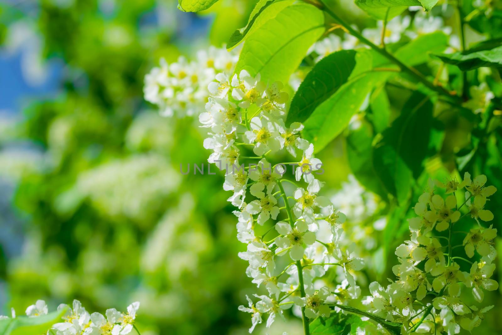 Branch of flowering bird cherry in white flowers by Grisha