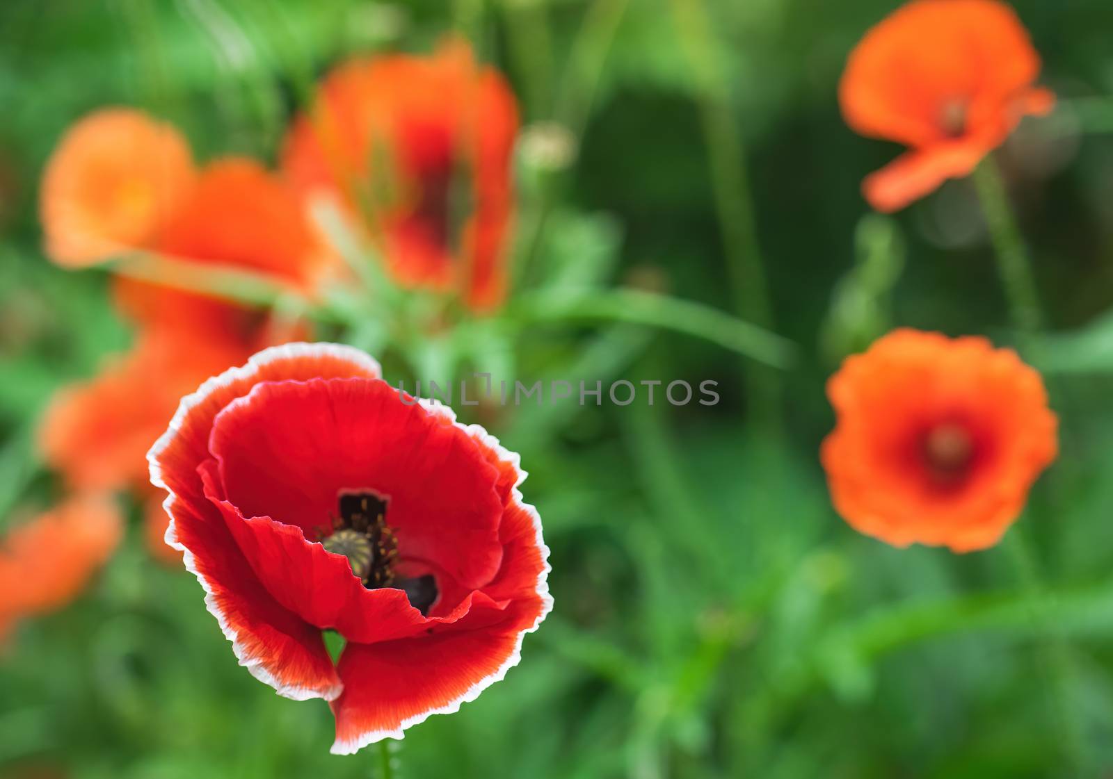 Red poppy flower against the rays of the setting sun on a summer day.