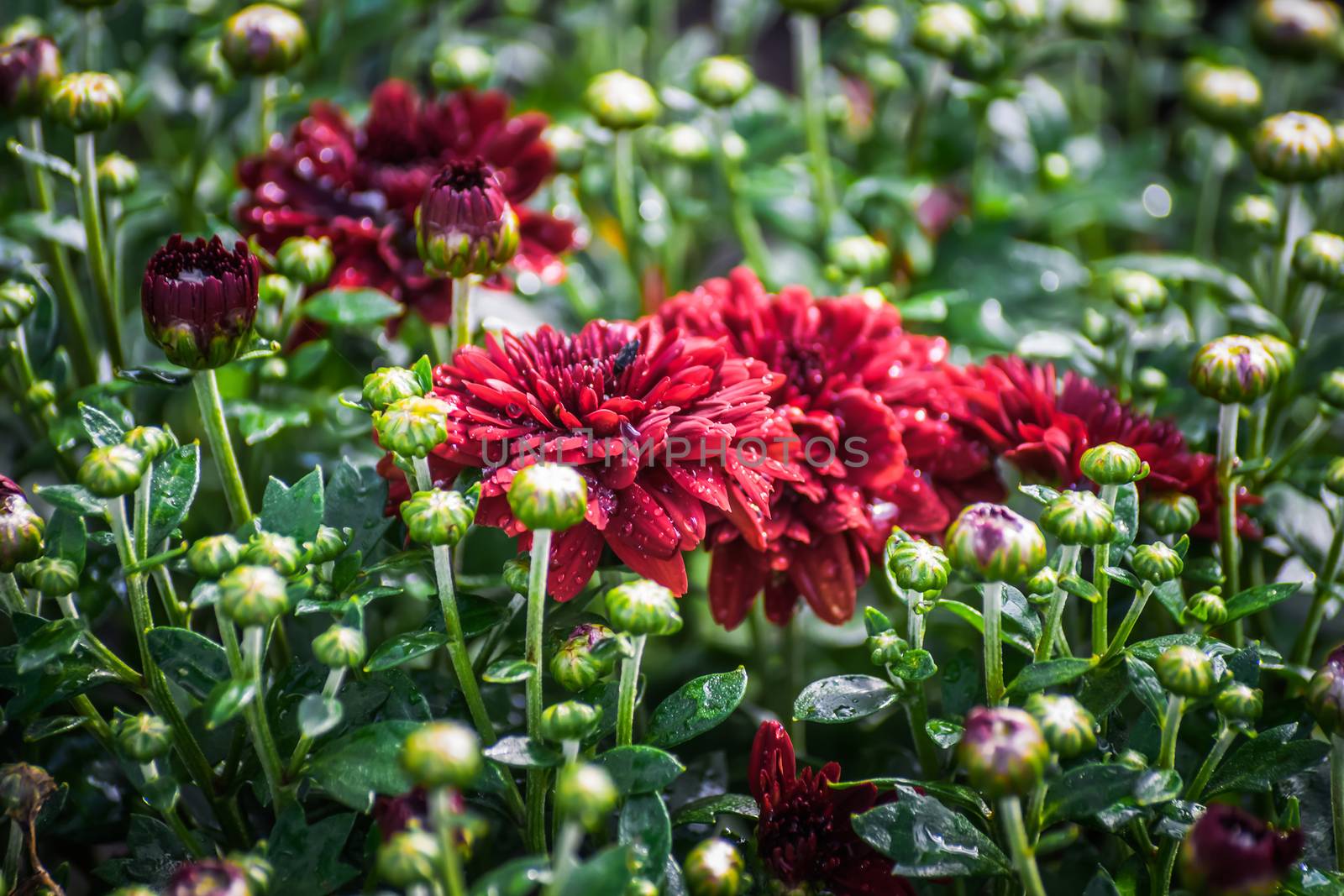 Flower of chrysanthemum in drops after a rain on a summer sunny day close up on blurred background.