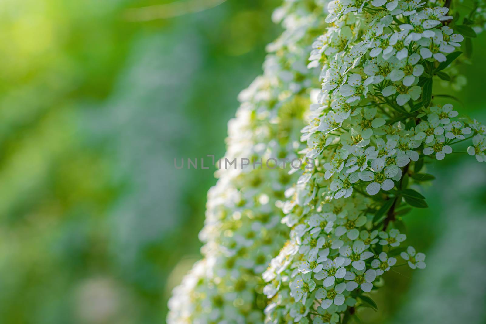 Blooming spirea on a spring day close-up outdoors.