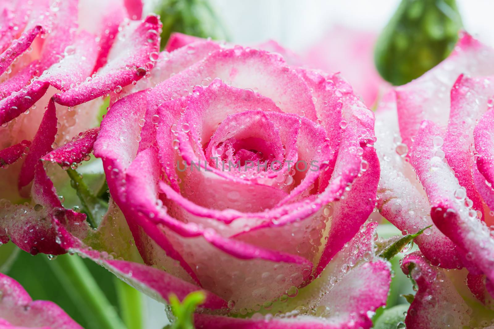 Pink rose flower in drops after rain close up.