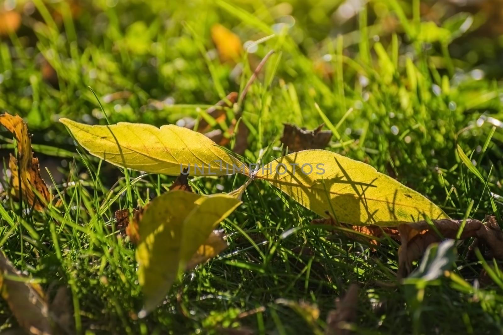 fall foliage in various autumnal colors close-up