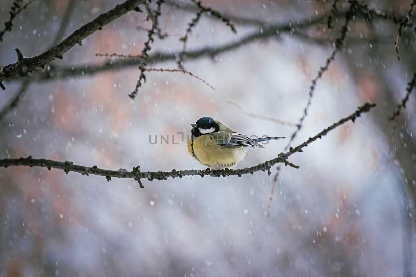 Titmouse on a snowy winter day by Grisha