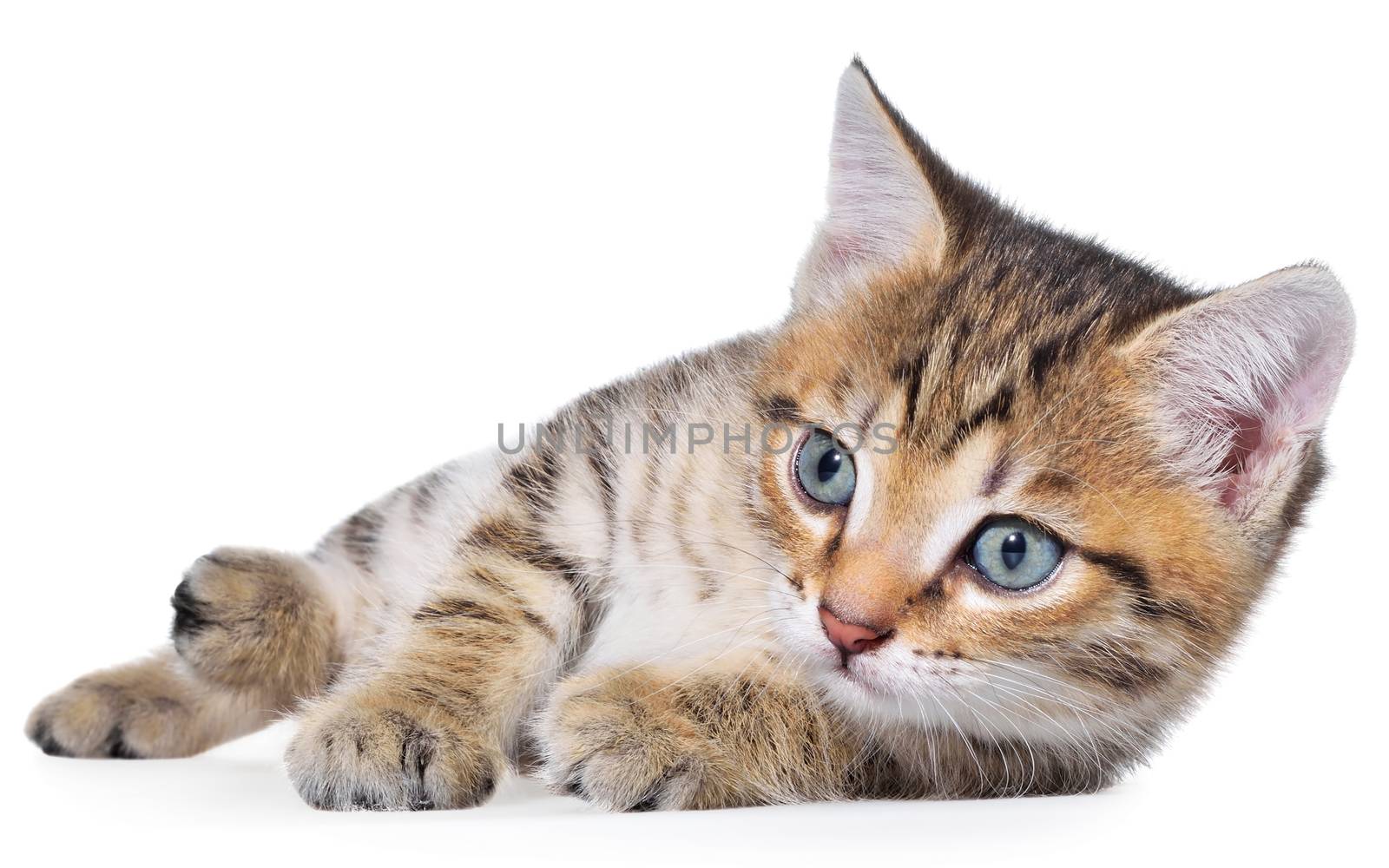 Shorthair brindled kitten lay on a white background.