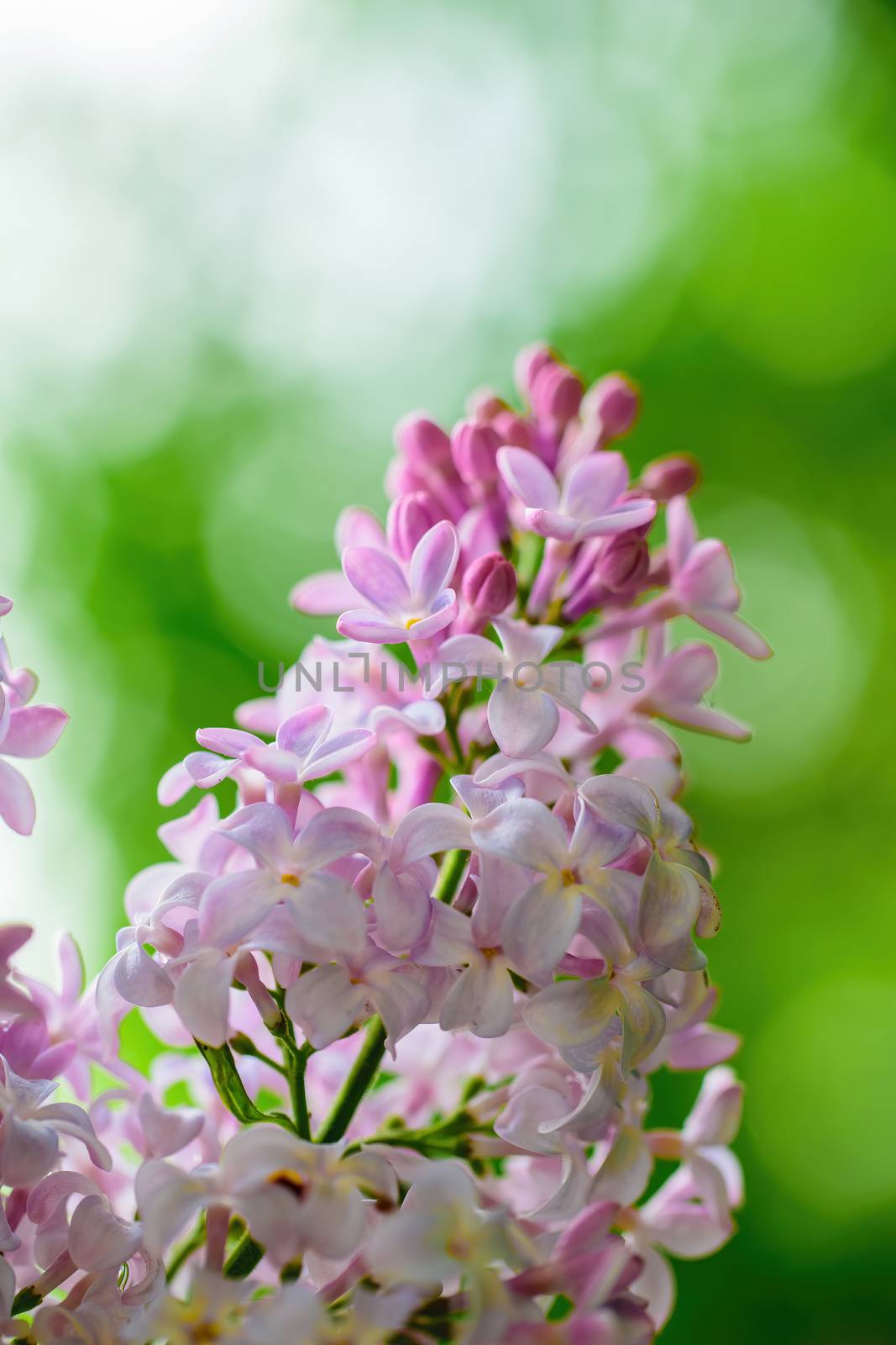 Branch of blossoming lilac on a sunny day close up on a blurred background.