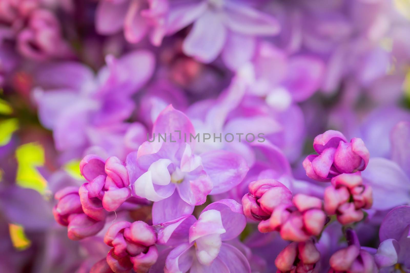 Branch of blossoming lilac on a sunny day close up on a blurred background.