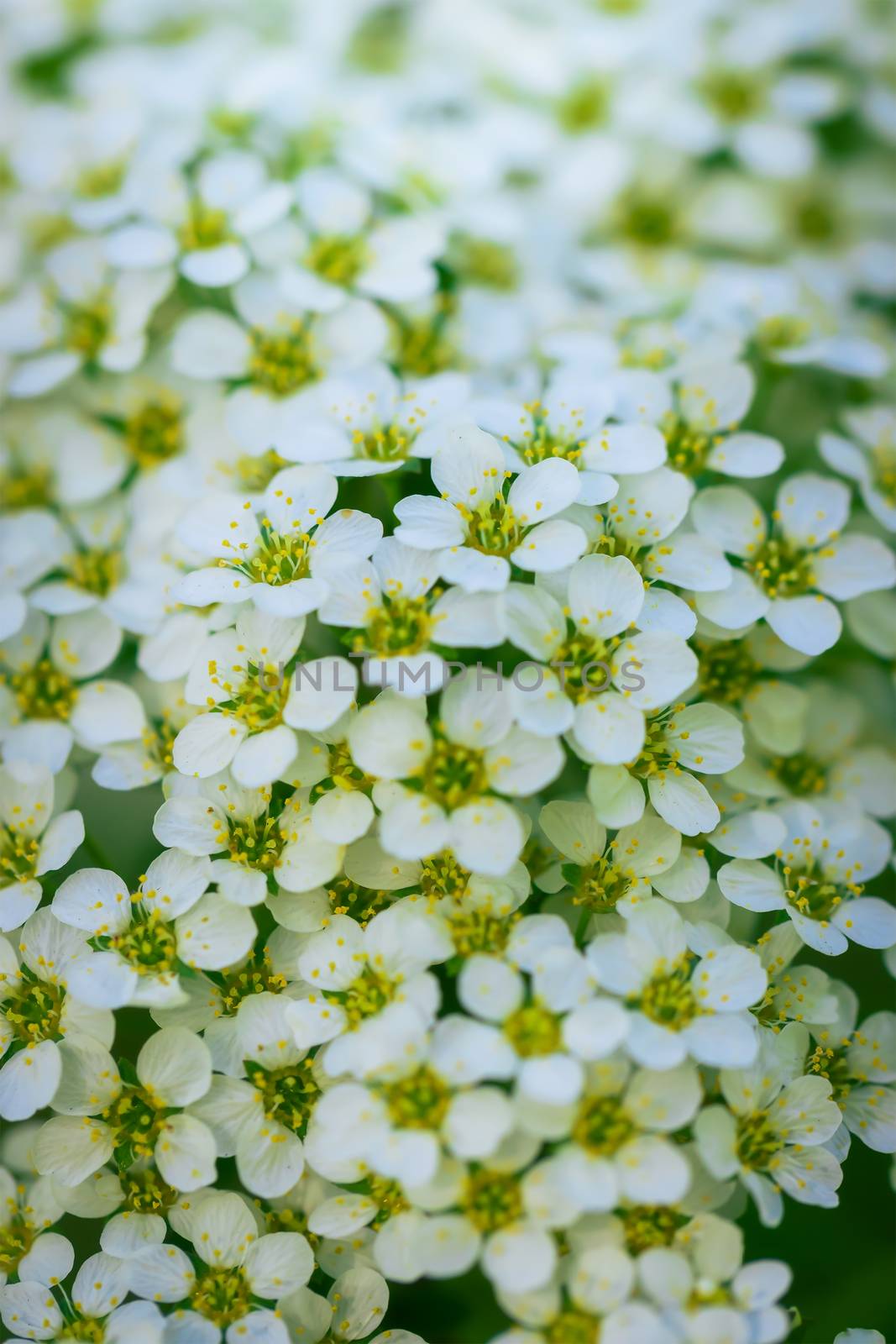 Blooming spirea on a spring by Grisha