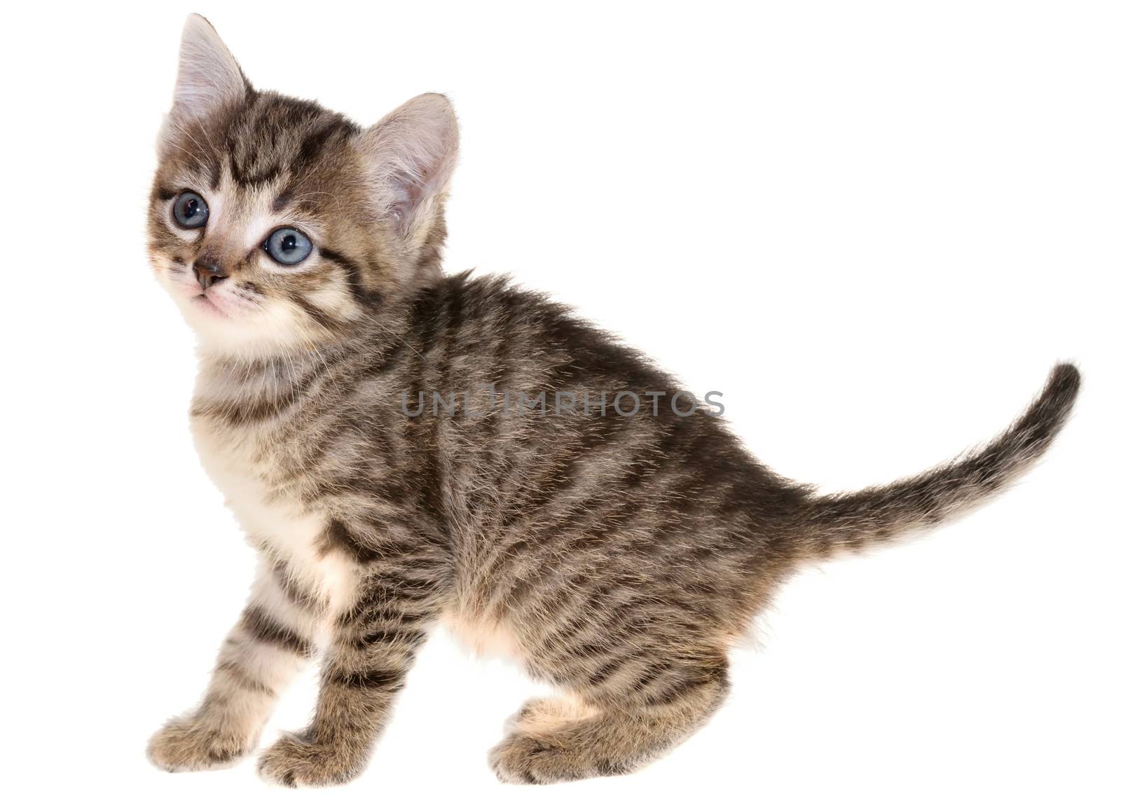 Shorthair brindled kitten playful isolated on a white background.