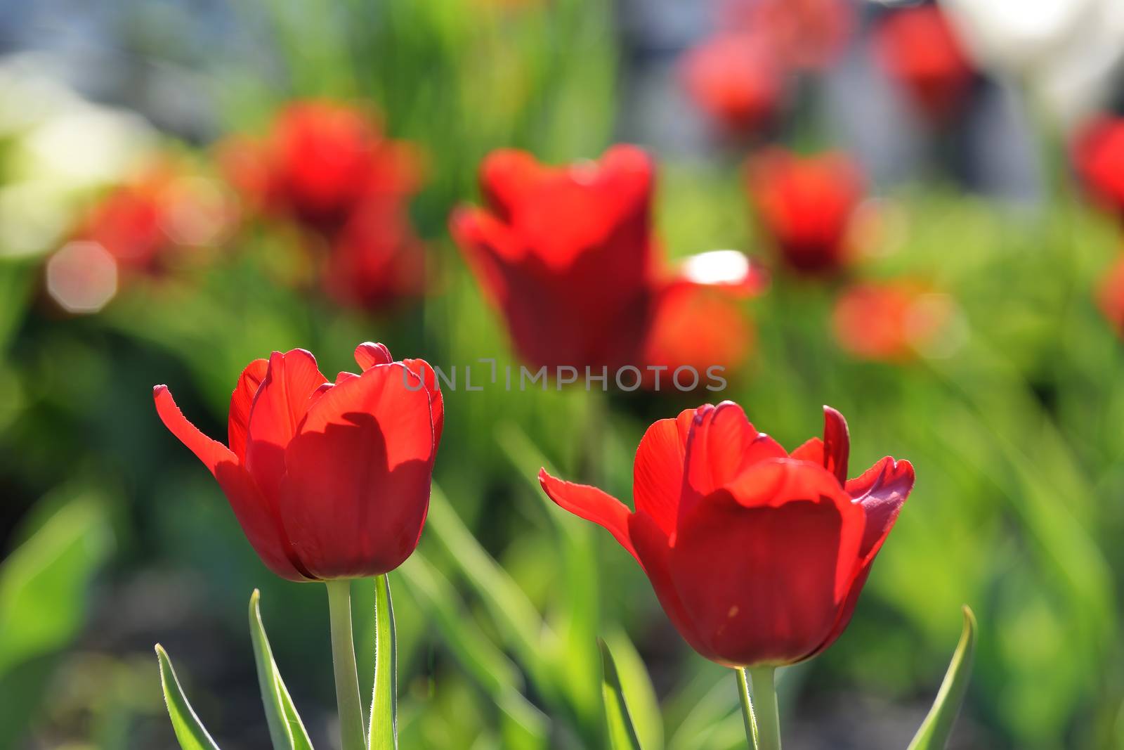 Red flower tulip close up on a blurred background.