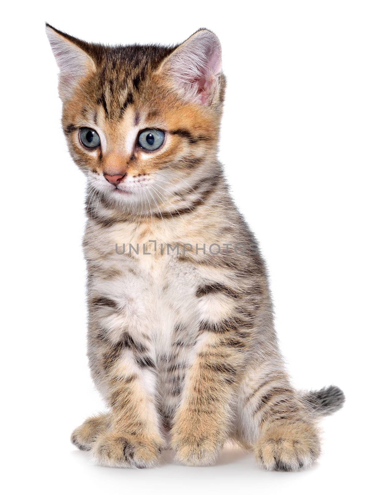 Shorthair brindled kitten on a white background.