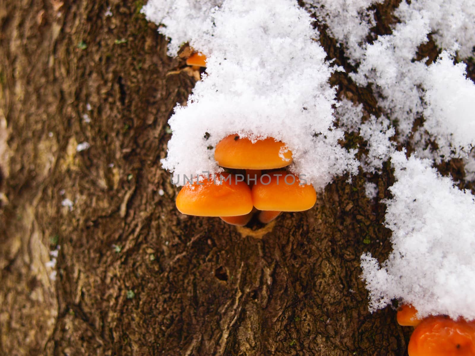 Snowy enokitake mushroom on the tree trunk in forest at winter. Edible mushroom variety. Ingredient for soups and various dishes. Latin name Flammulina velutipes.