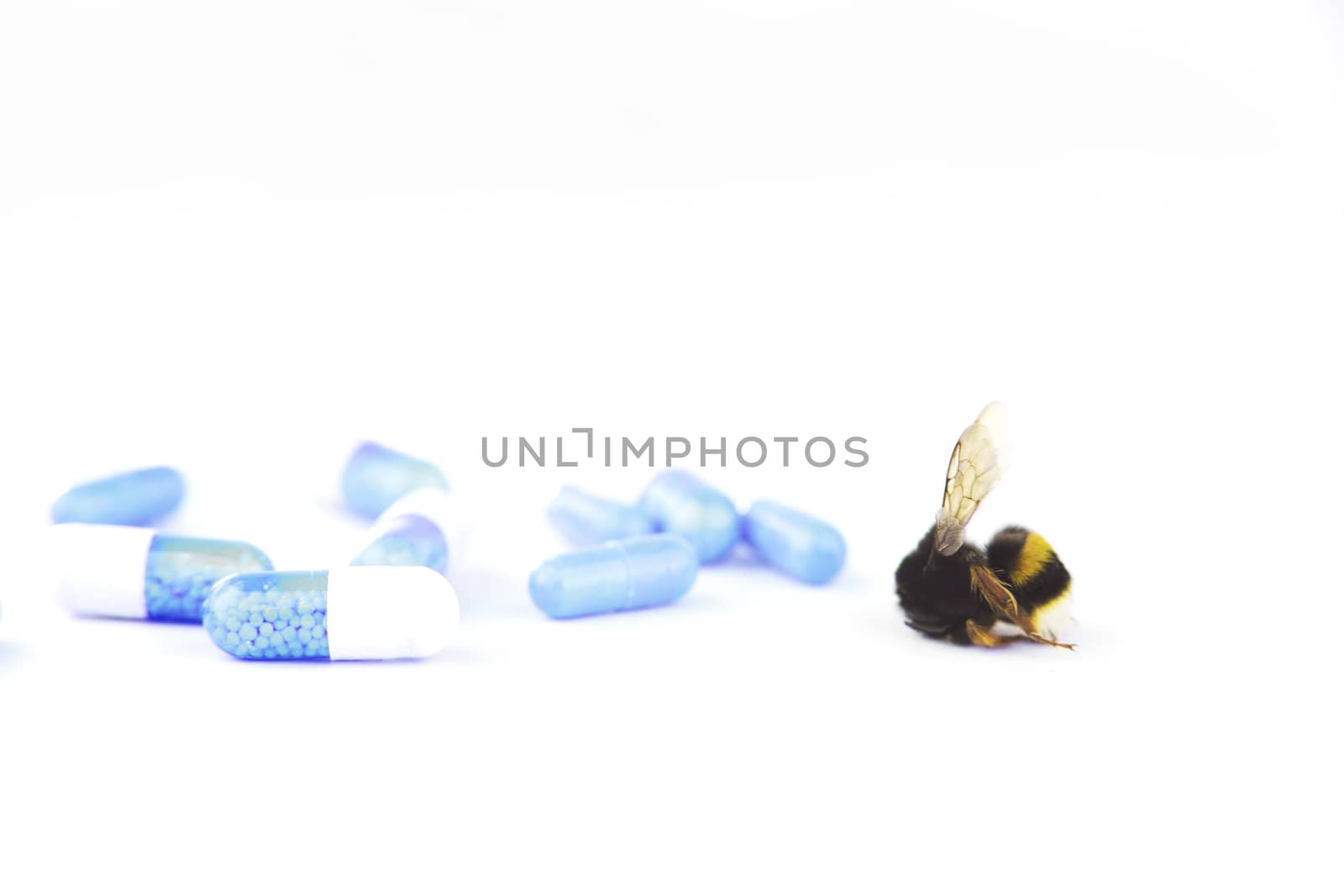 Nature alert concept: close up of bumblebee (Bombus) dead in selective focus on white background with medicines symbolizing pesticides by robbyfontanesi