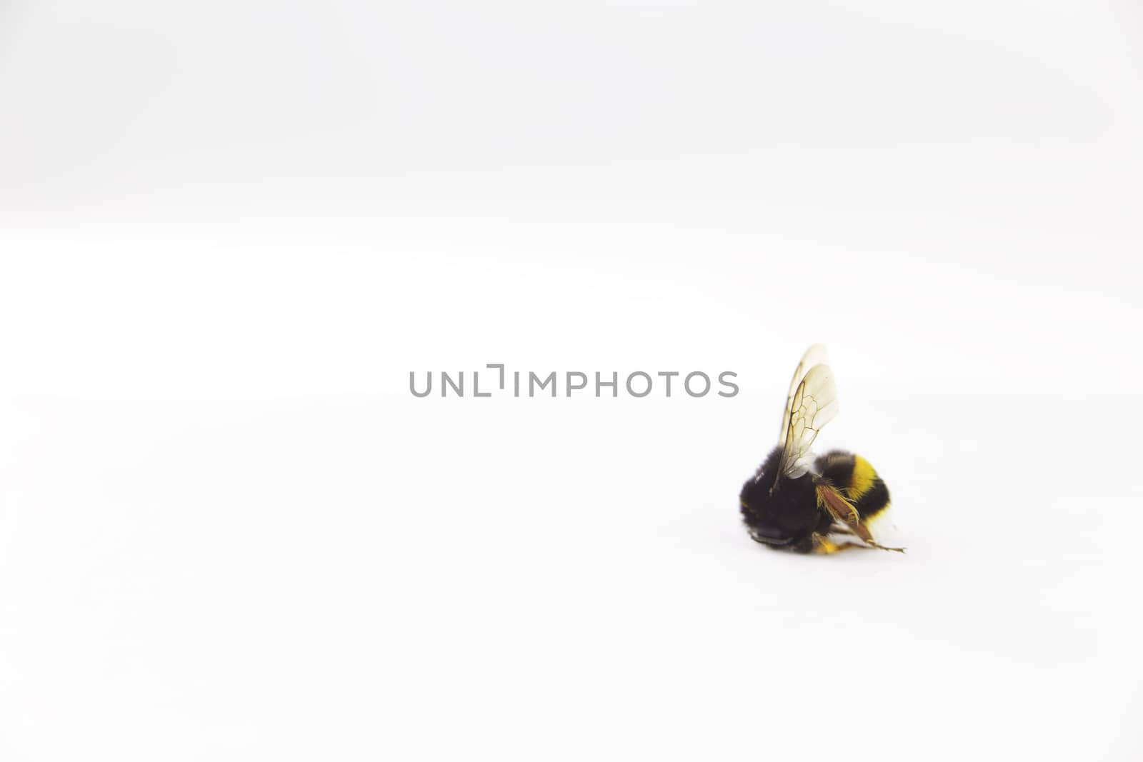 Nature alert concept: close up of isolated bumble bee (Bombus) dead in selective focus on white background