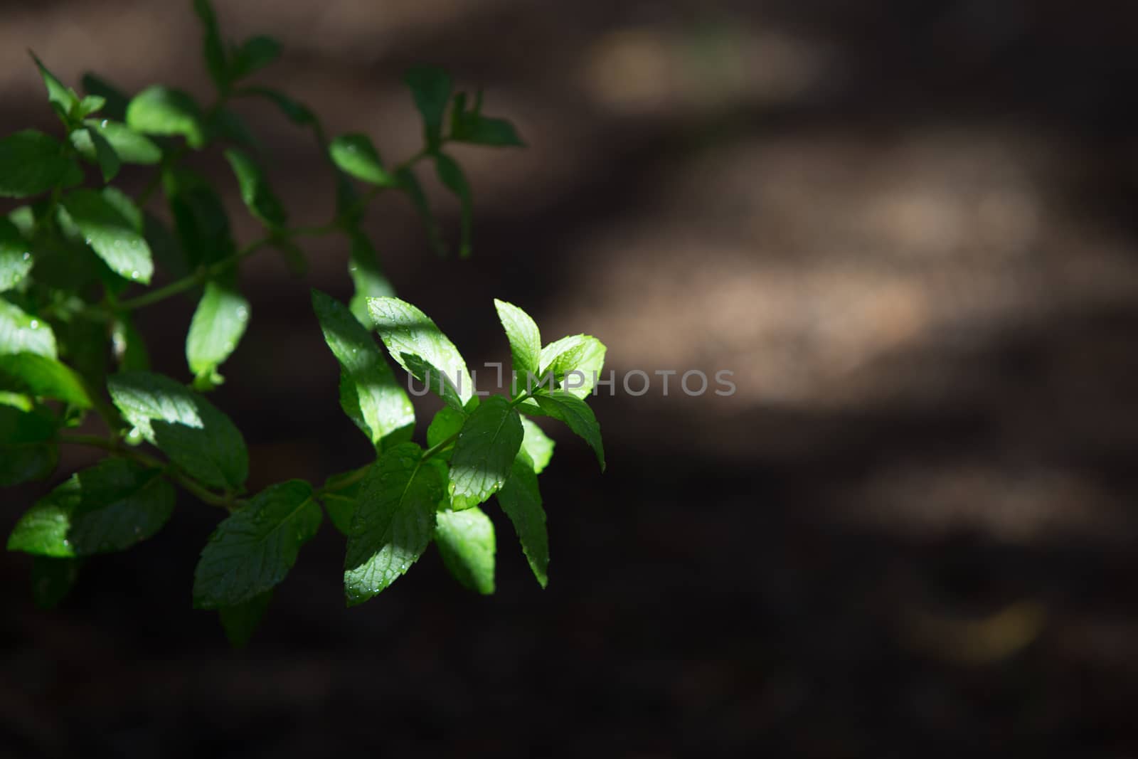 Mint plants photographed in the morning light in selective focus with dew drops on the leaves