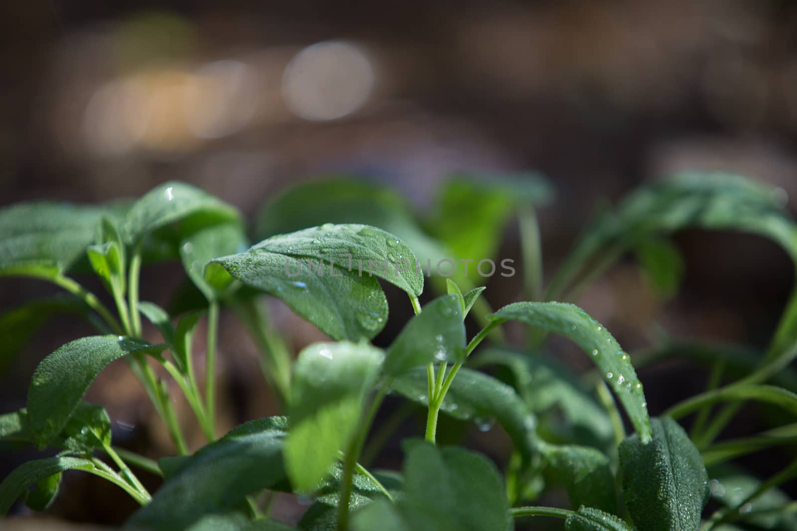 Sage plants photographed in the morning light in selective focus with dew drops on the leaves by robbyfontanesi