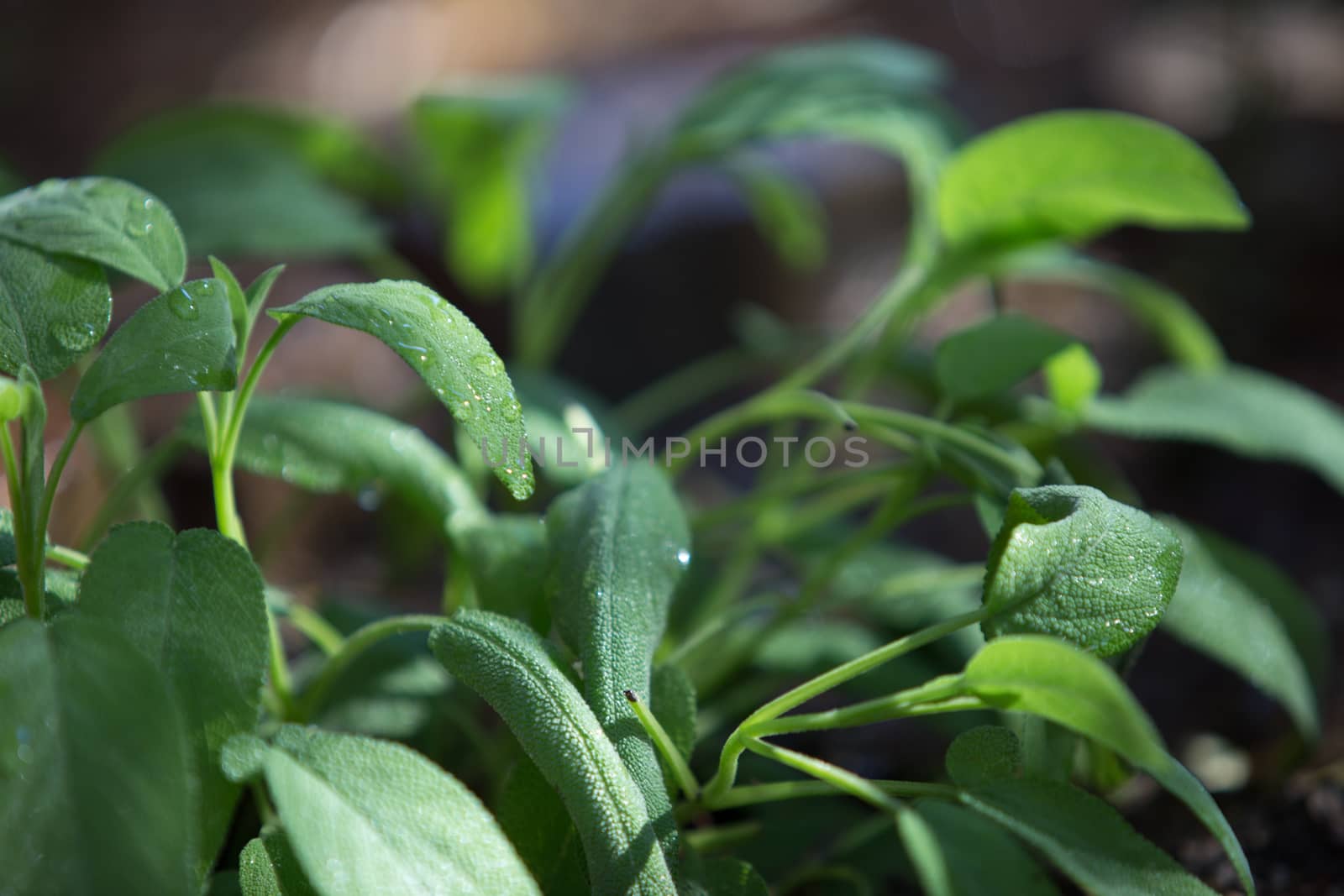 Sage plants photographed in the morning light in selective focus with dew drops on the leaves by robbyfontanesi