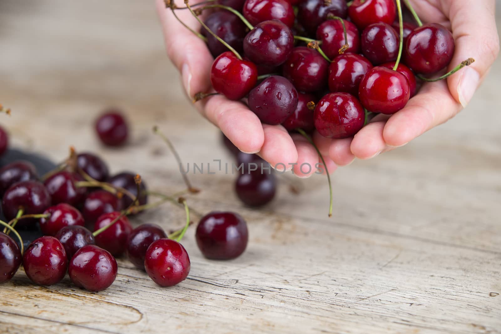 Joined woman's hands holding a large handful of fresh cherries on light wooden table in selective focus by robbyfontanesi