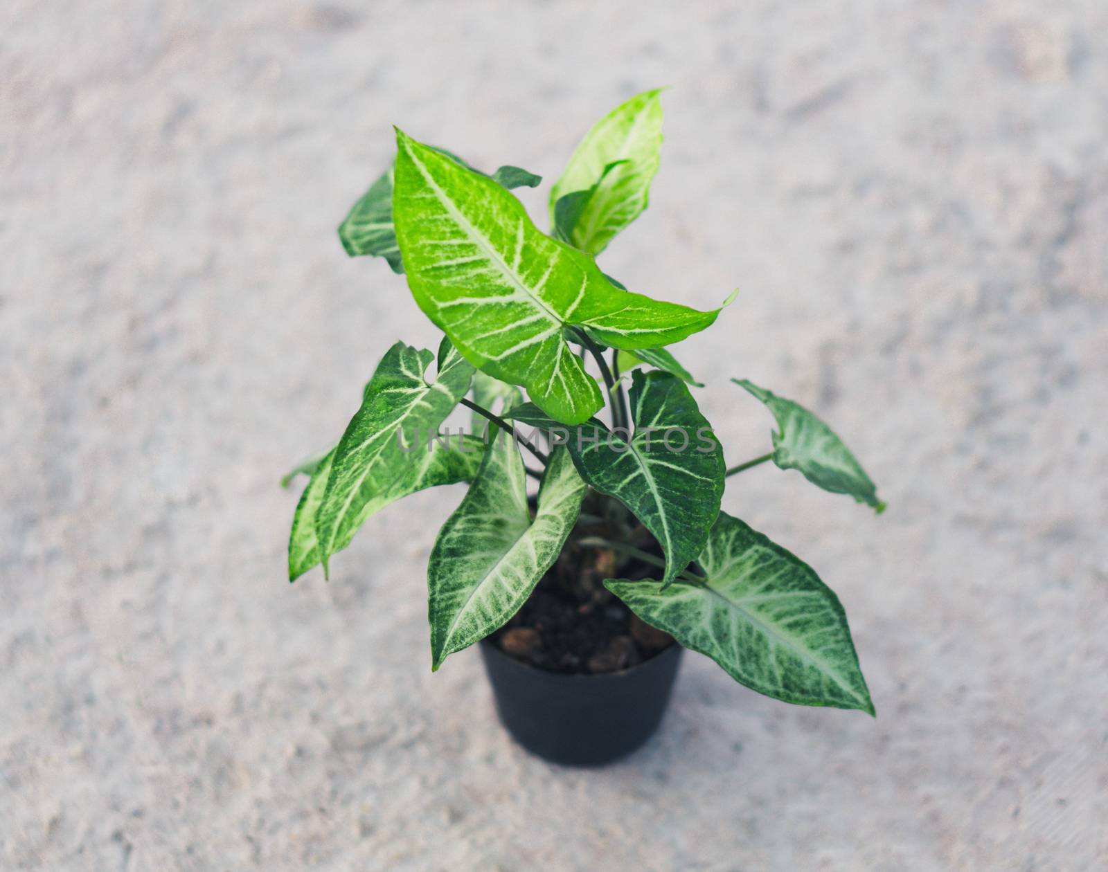 Fresh green arrowhead vine plant (Syngonium podophyllum) in black pot