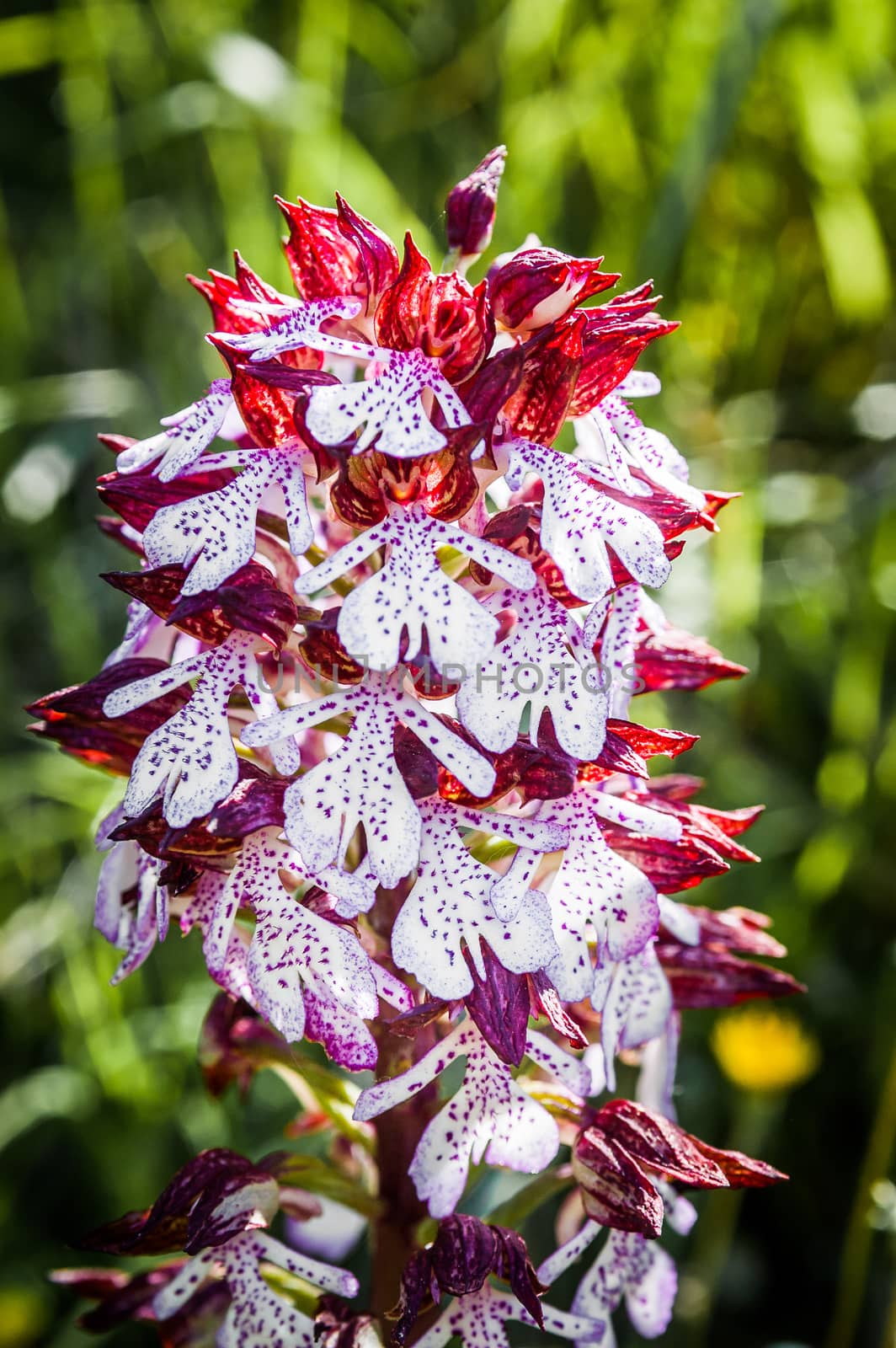 Red and white Early Marsh Orchid in a meadow in the Italian country side