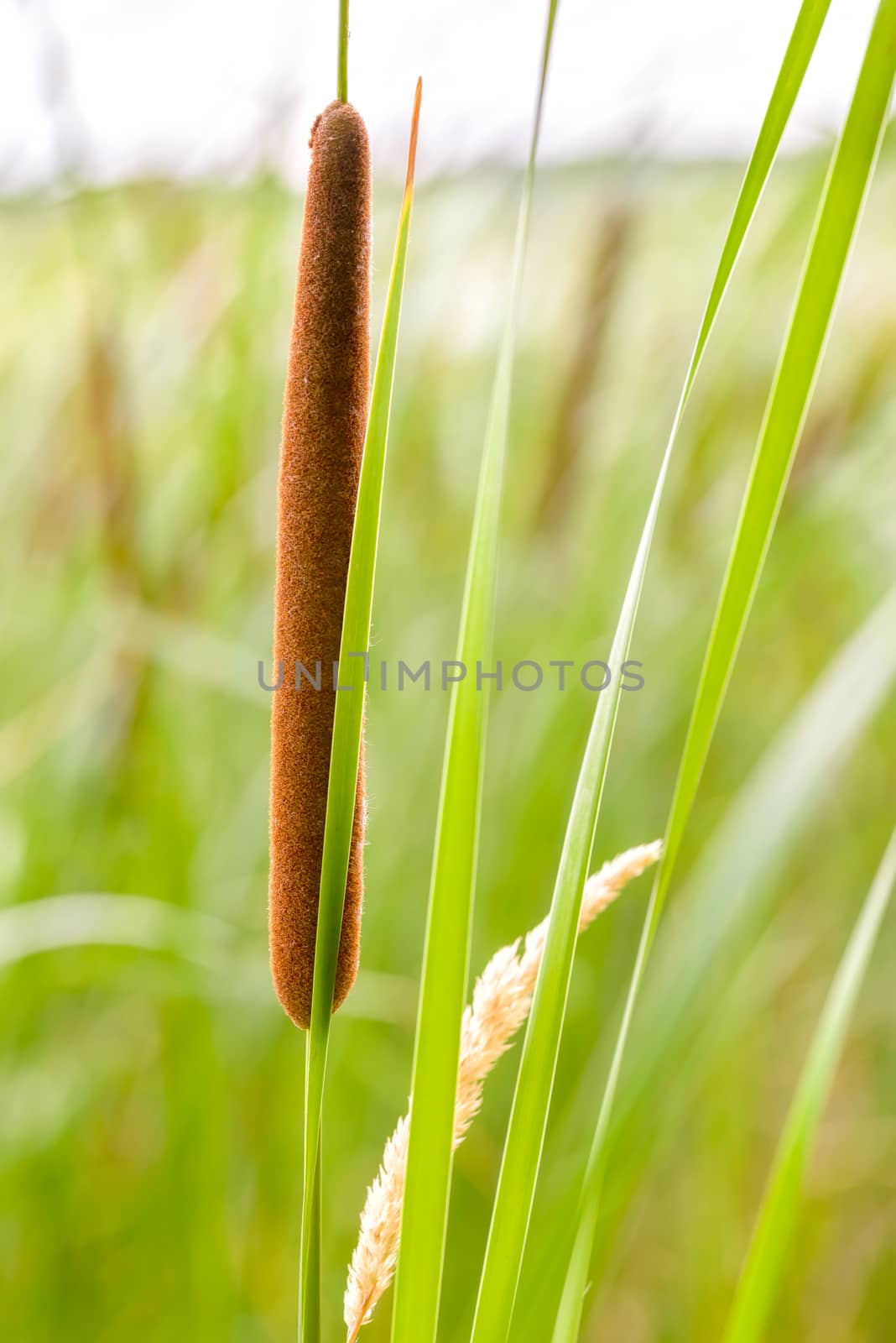 Detail of Typha Latifolia reed flower in the Dnieper river in summer