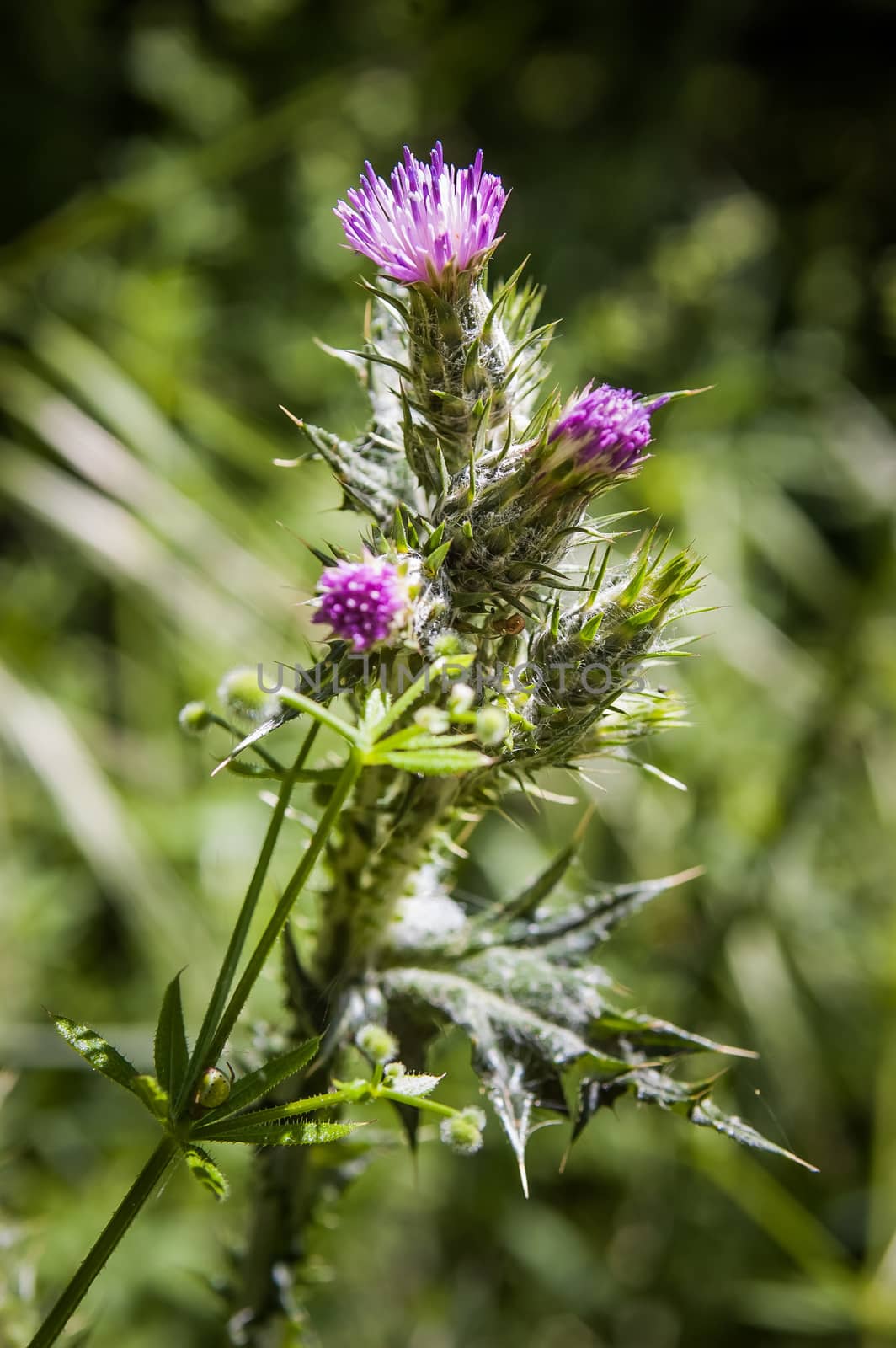 Pink Carduus Pycnocephalus, also known as Italian thistle, Italian plumeless thistle, and Plymouth thistle, in the italian country side