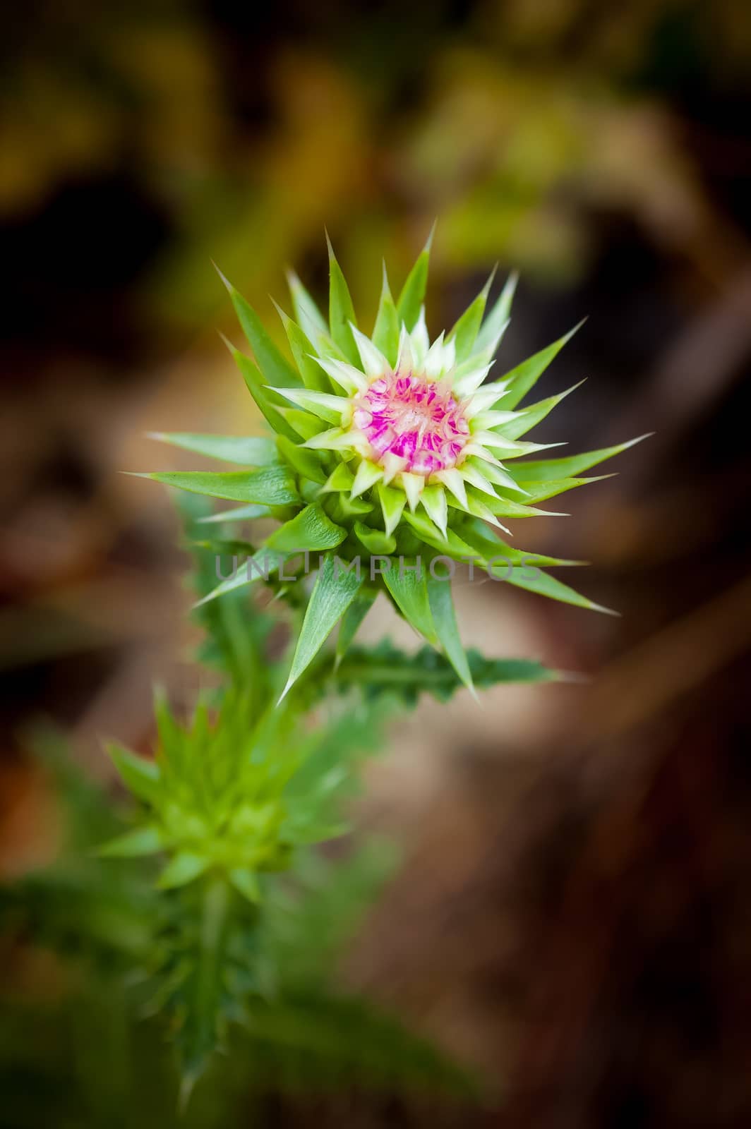 Musk Thistle, Carduus Nutans by MaxalTamor