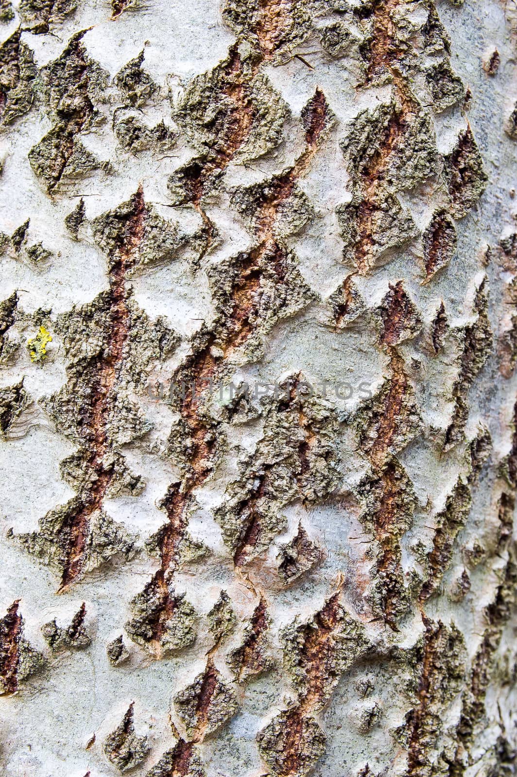 Detail on the bark of a white tree