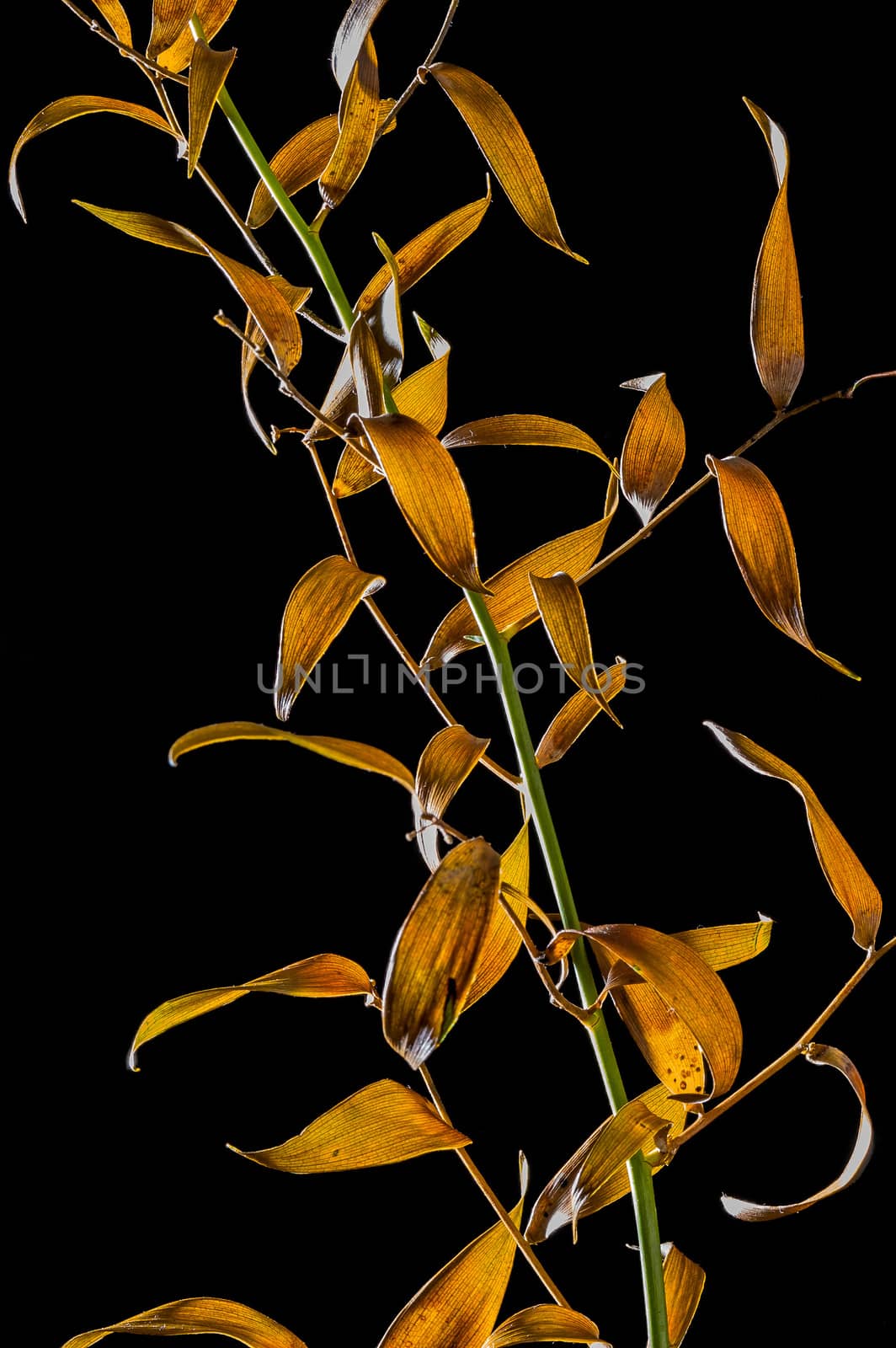 Detail of Dry leaves' Veins by MaxalTamor