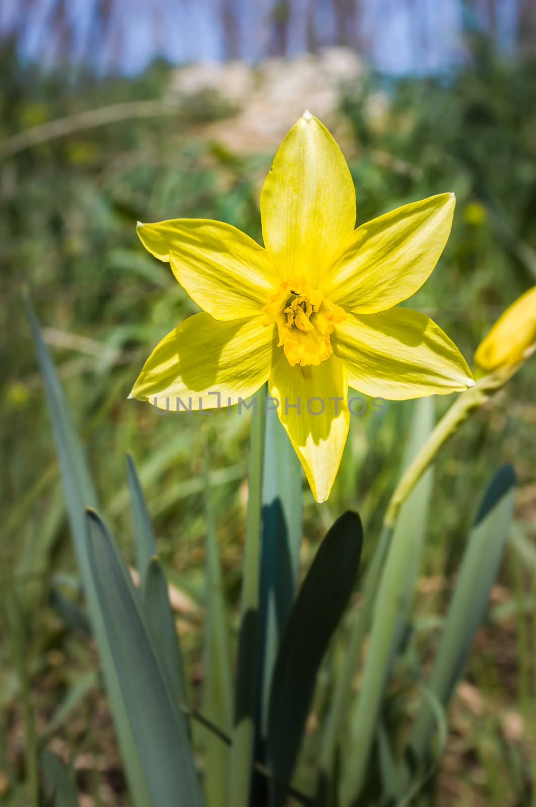 A nice yellow daffodil, Narcissus Pseudonarcissus, under the warm italian sun