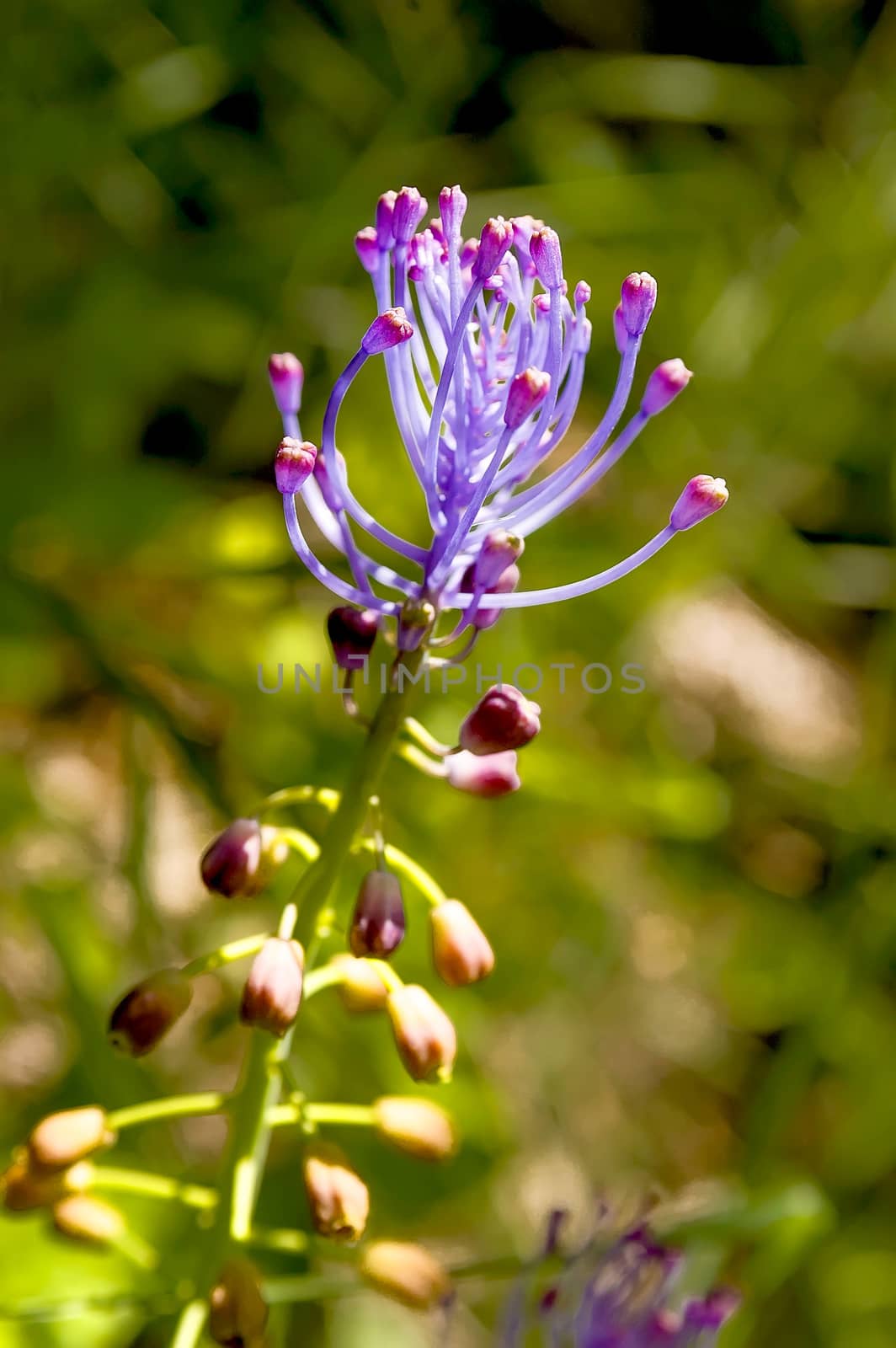 Leopoldia Comosa by MaxalTamor