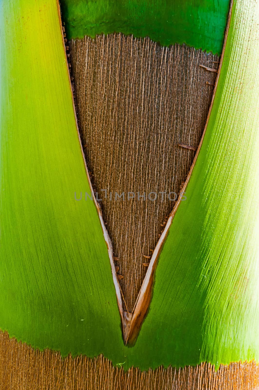 Detail of the texture of an exotic tropical palm tree