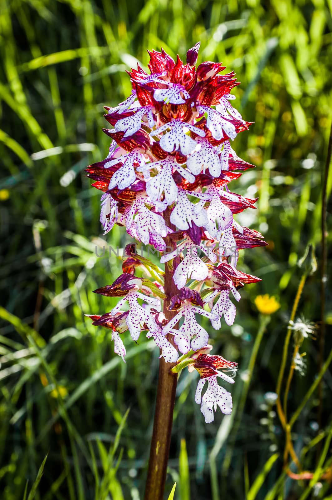 Red and white Early Marsh Orchid in a meadow in the Italian country side