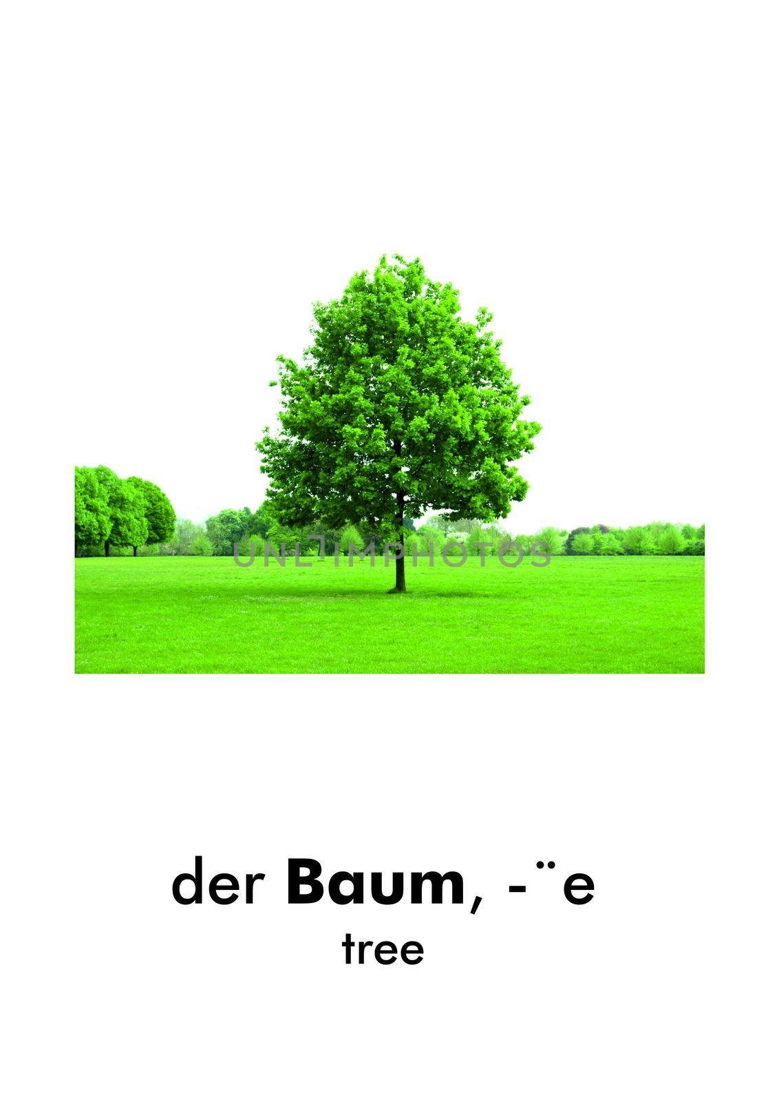 German word card: der Baum (tree)