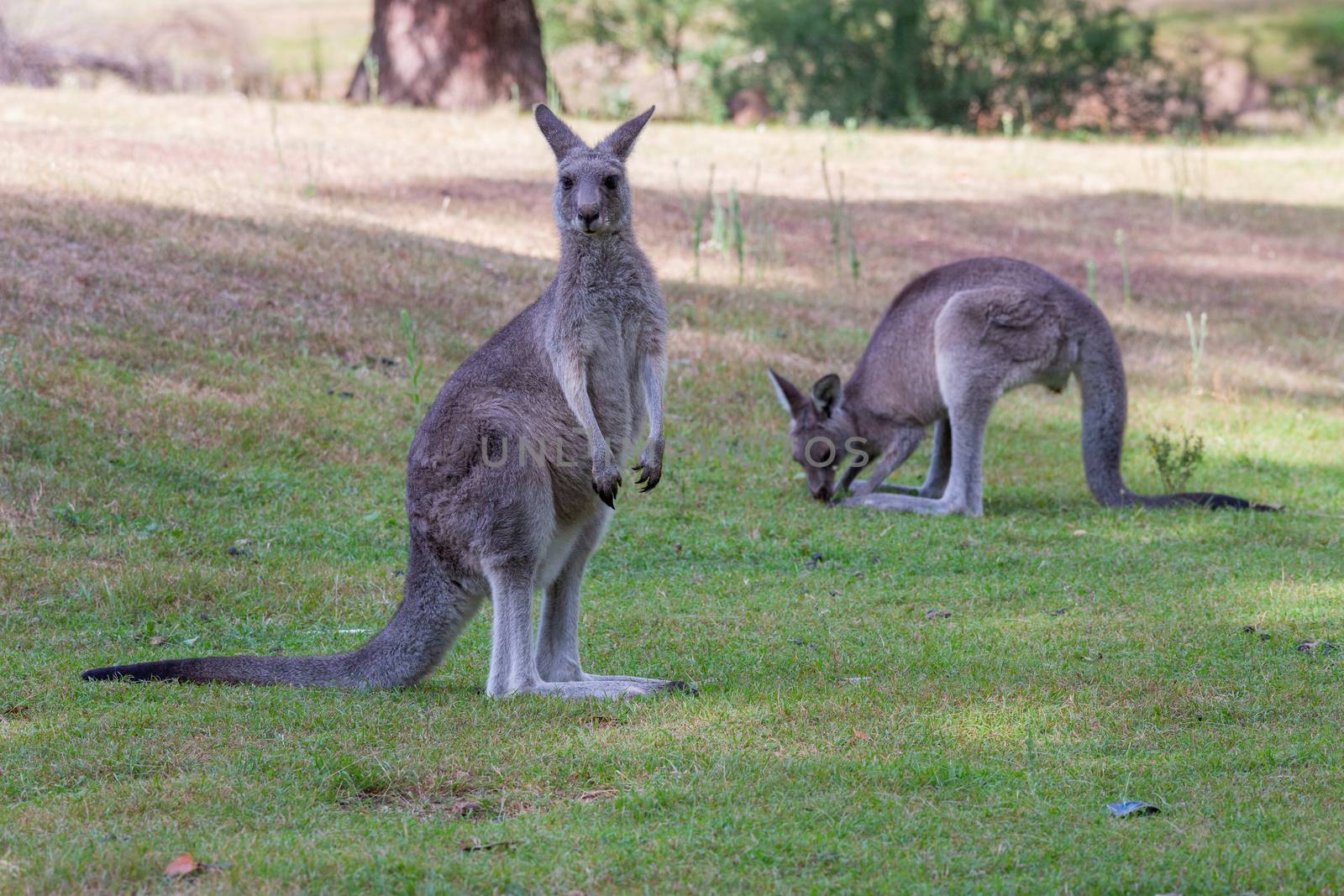 Two kangaroos on a grassy clearing near bush land.  Focus to foreground kangaroo