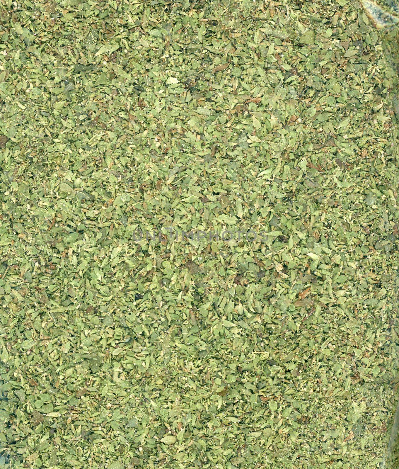 Oregano (Origanum vulgare) herb aka wild marjoram or sweet marjoram