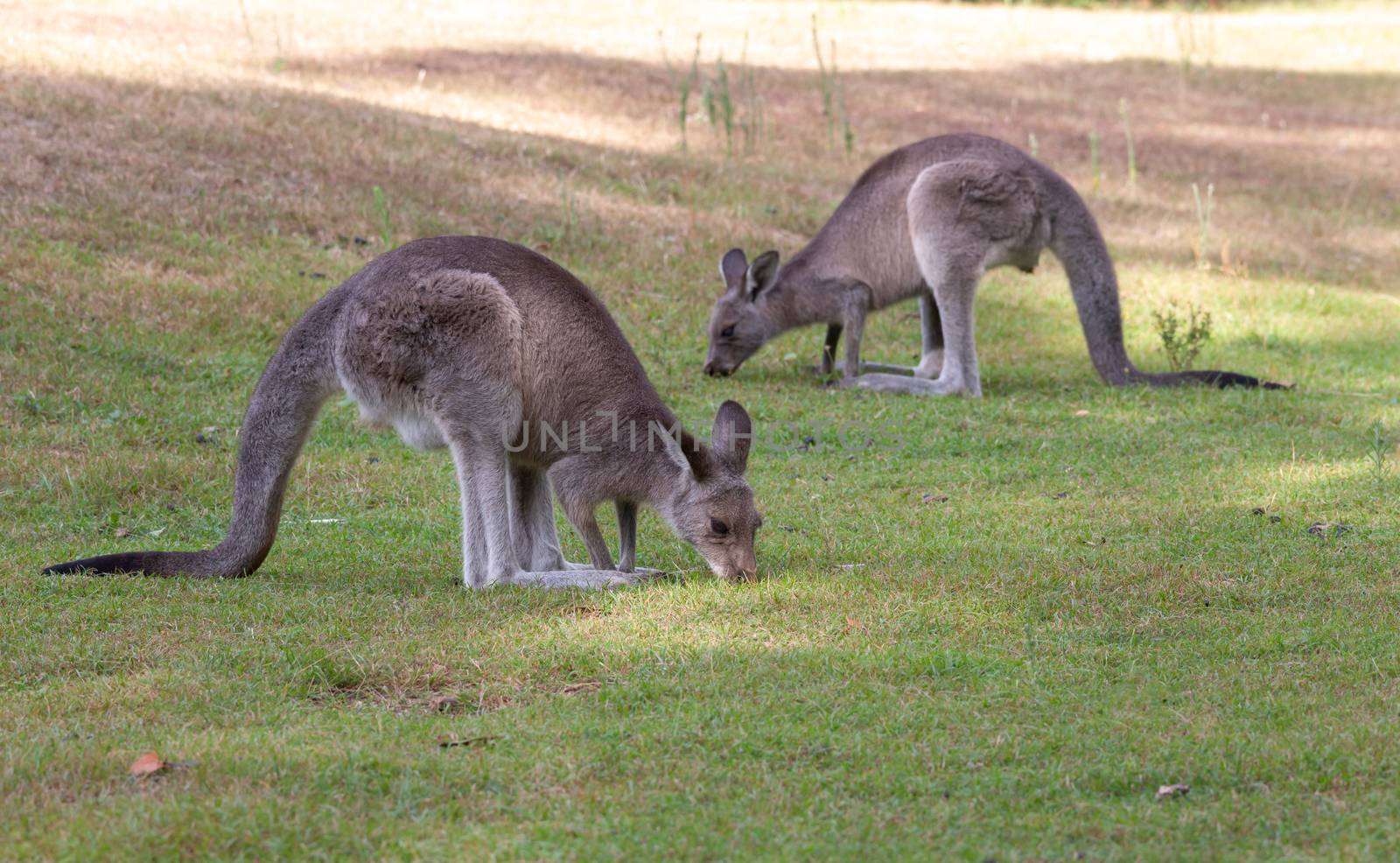 Kangaroos eating the green grass of a bush land clearing during the late afternoon