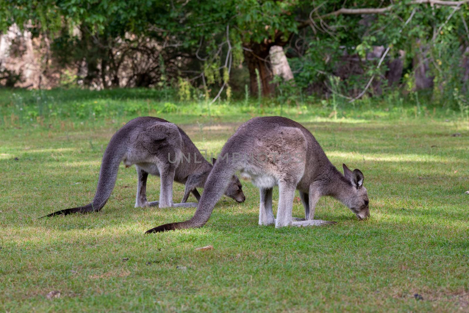 Two kangaroos eating green grass in the afternoon