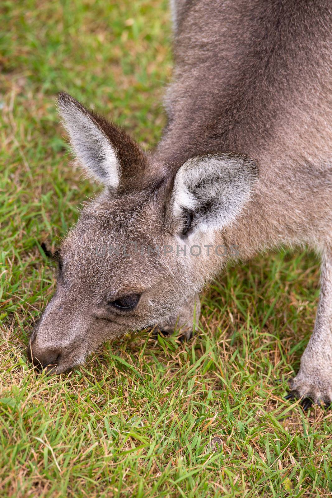 Australian juvenile kangaroo eating green grass