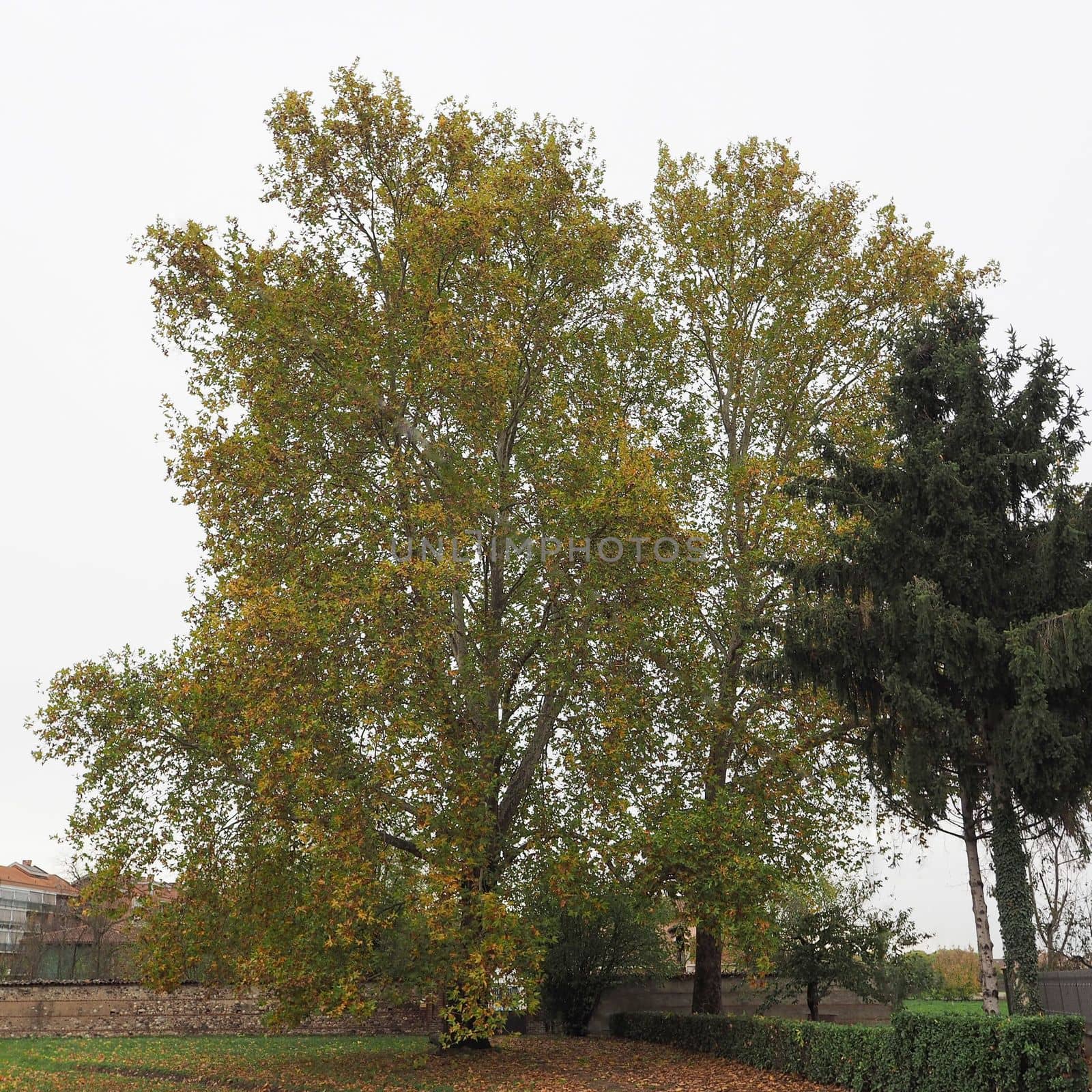 plane (Platanus) aka Sycamore tree, in autumn