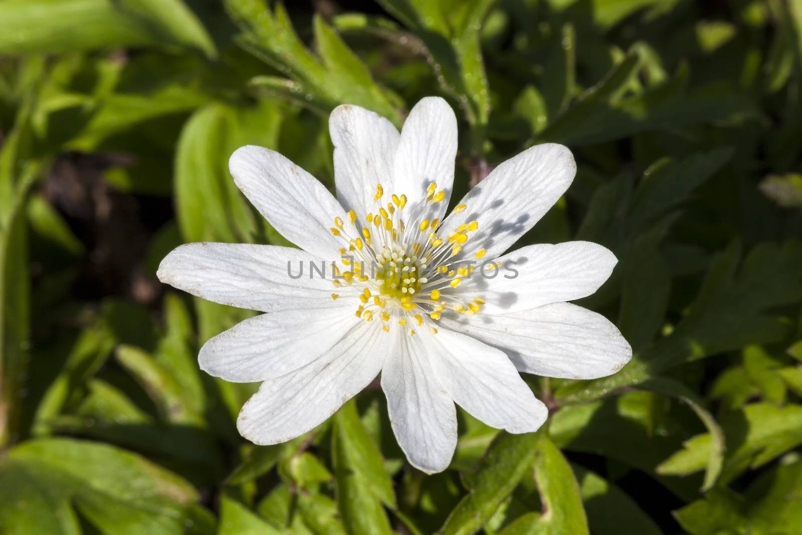 Anemone nemorosa 'Monstrosa' a white spring flowering plant commonly known as wood anemone or windflower