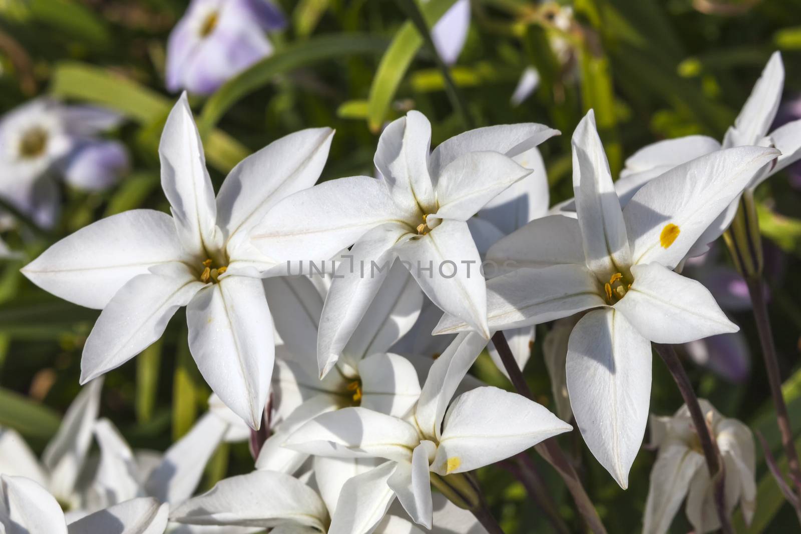 Allium moly 'Jeannine' a spring flowering plant by ant