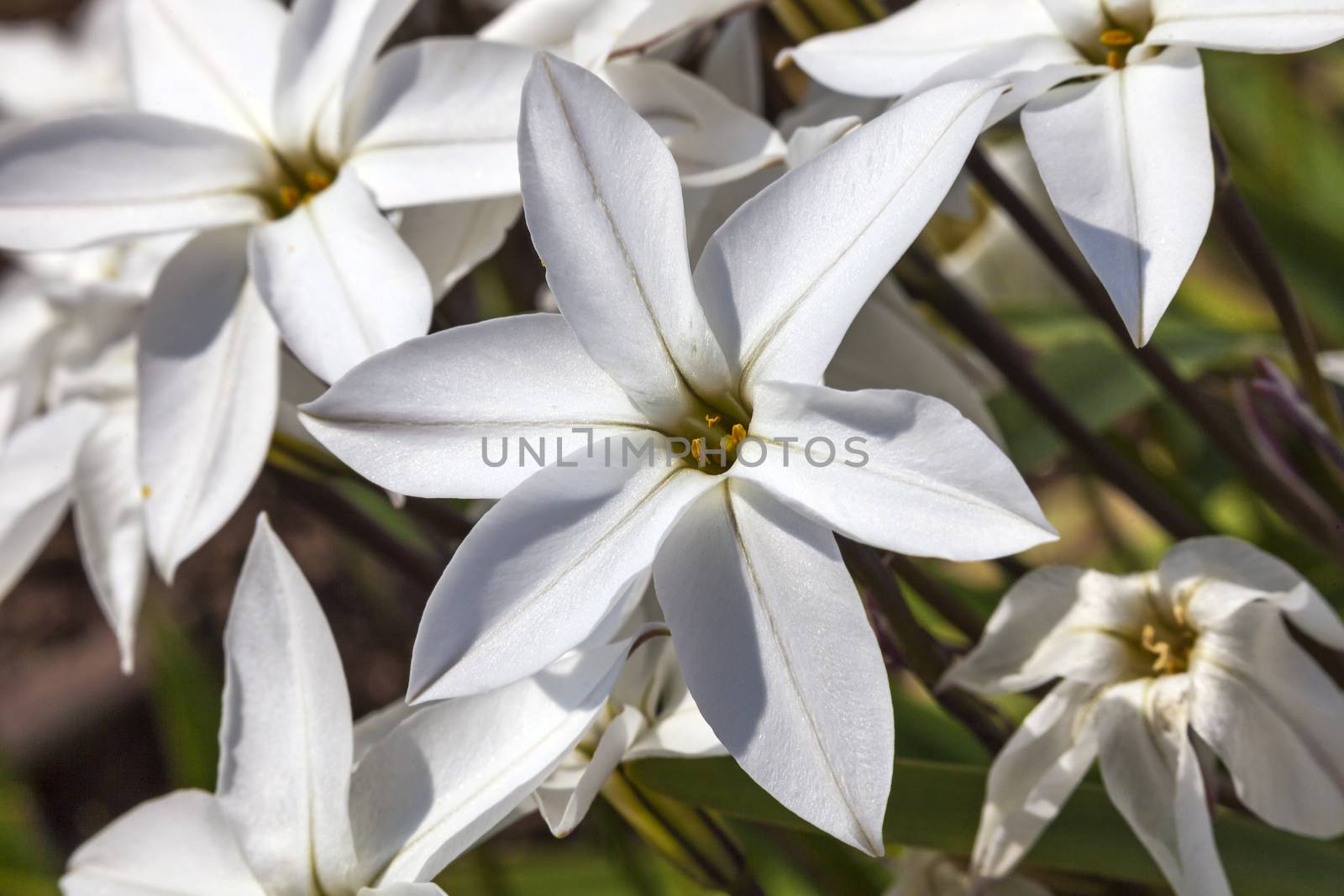 Allium moly 'Jeannine' a spring flowering plant