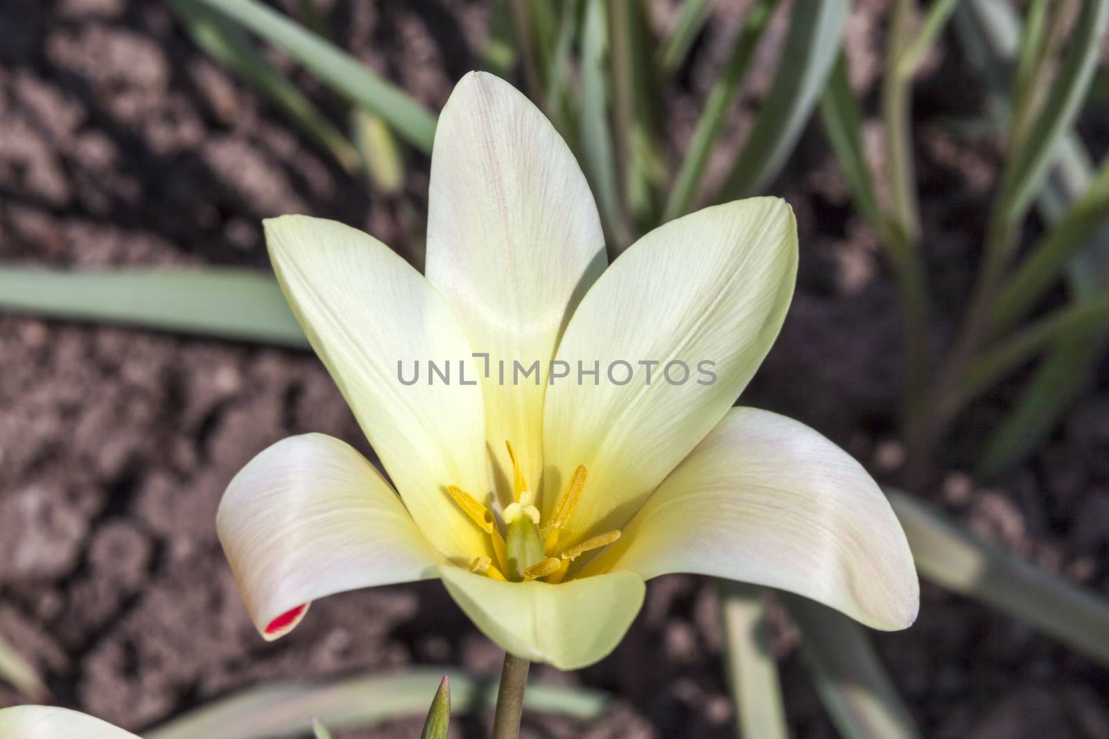 Tulip clusiana 'Tinka' a spring flowering bulb plant
