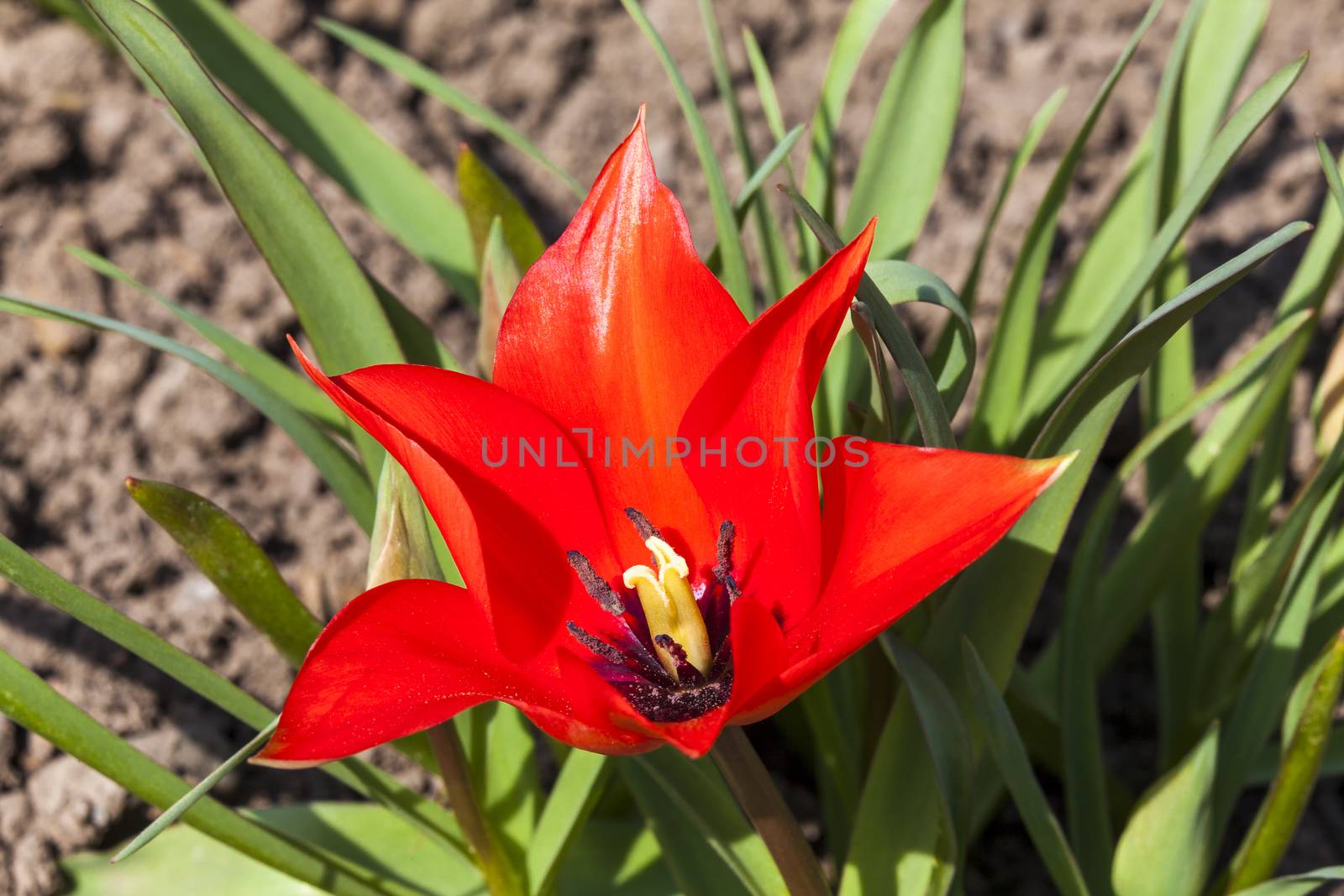 Tulip Linifolia a red spring flowering bulb plant