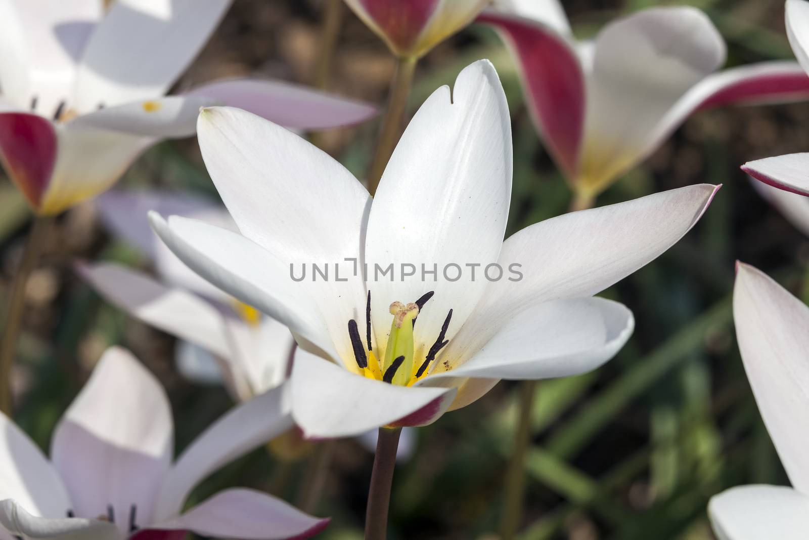 Tulip 'Lady Jane'  by ant