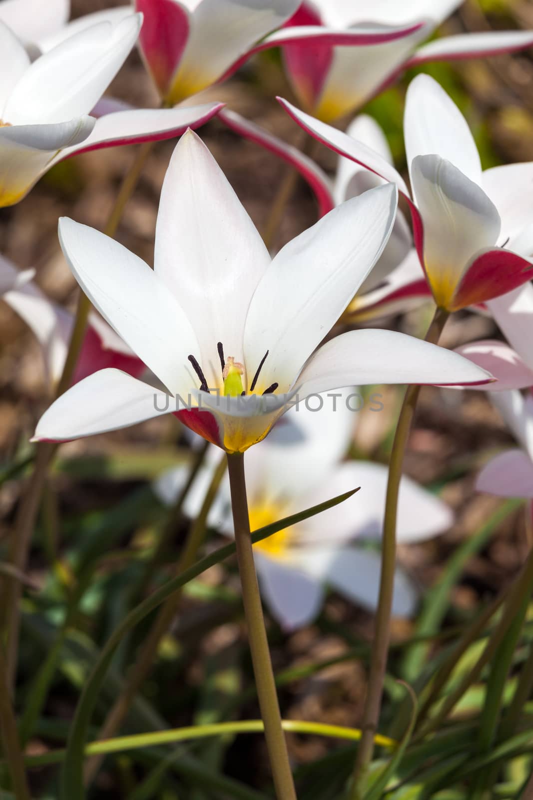 Tulip 'Lady Jane' a spring flowering bulb plant