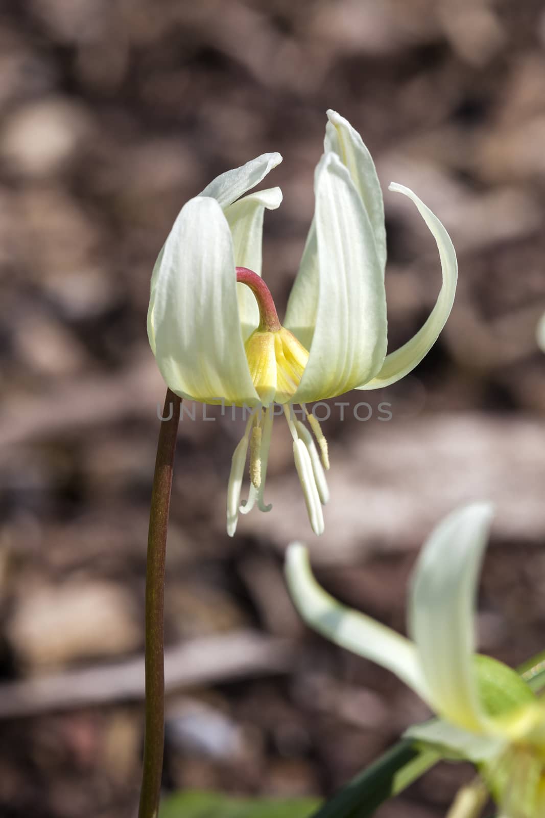 Erythronium californicum 'White Beauty'  by ant